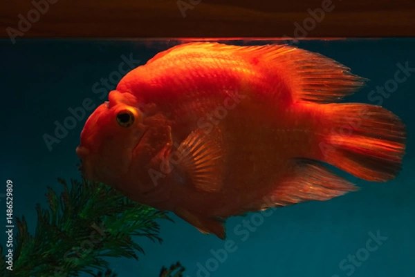Obraz Red cichlid parrot fish close up.