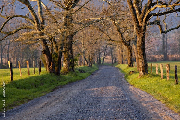 Fototapeta Beautiful un-paved country road lined with large trees