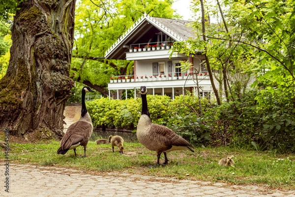 Obraz Canada geese in Brentano Park in Frankfurt-Roedelheim
