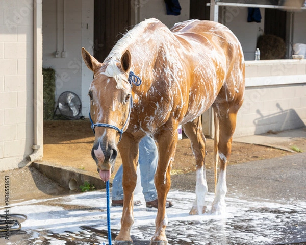 Fototapeta A palomino race track pony getting a bath in front of a barn with his tongue out.