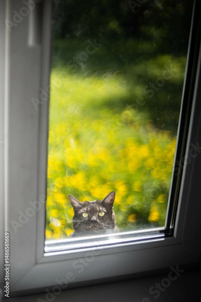 Fototapeta the cat climbs into the window asking to come into the house in the summer