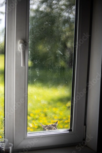 Fototapeta the cat climbs into the window asking to come into the house in the summer