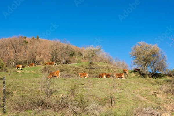 Fototapeta Cows grazing in a mountain field by lake Plastira, Greece