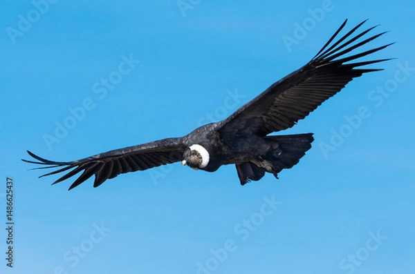 Obraz cóndor andino