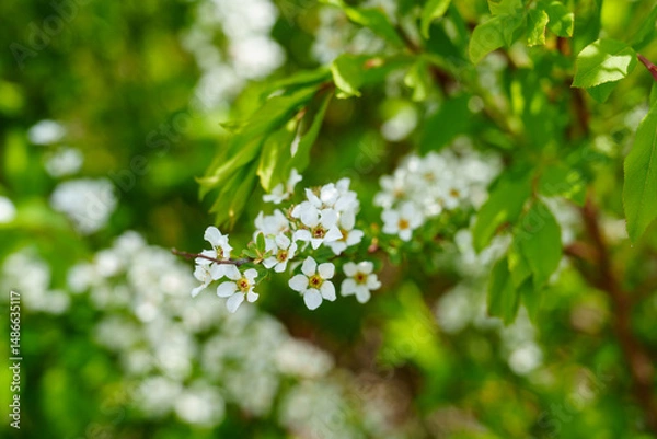 Fototapeta Spirea in Full Spring Bloom