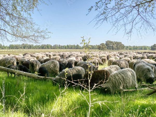 Obraz Heidschnucke und Ziege