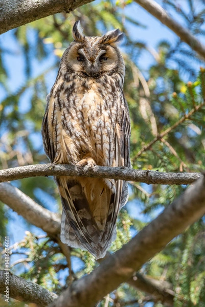 Fototapeta A long-eared owl rests on a fir tree during the day