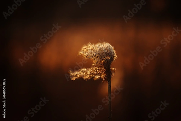 Obraz Wiosna natura bokeh