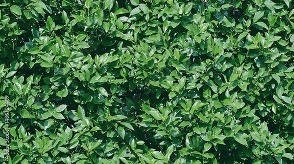 Obraz Lush Green Leaf Wall Texture. (1)