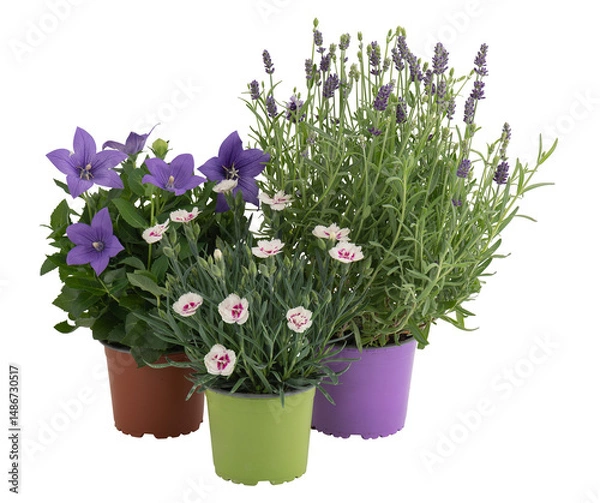 Obraz Purple lavender flowers blooming in a pot cut out isolated transparent background