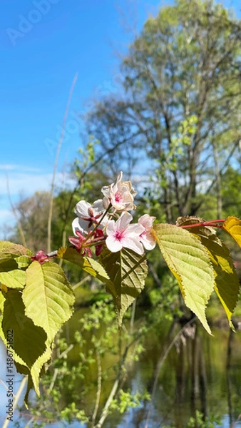 Fototapeta A Beautiful Blooming Tree Is Gracefully Positioned Near a Serene and Calm Water Body. Cherry Blossom in Bloom. Vertical Photo.