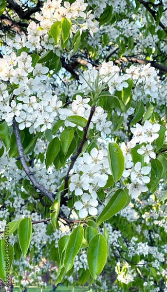Fototapeta Blooming apple tree in the spring garden. White blossom in bloom.