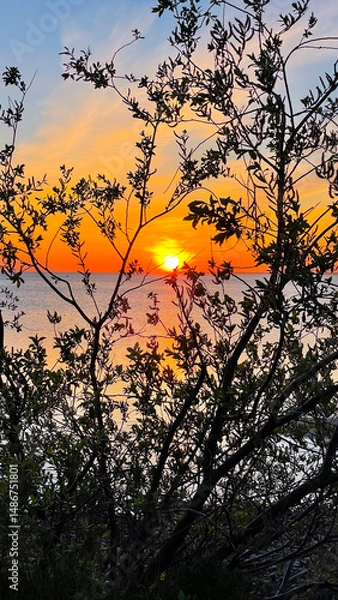Fototapeta Beautiful view of the sunset through the branches of a tree. Sunset over the sea. Summer evening. Vertical photography.