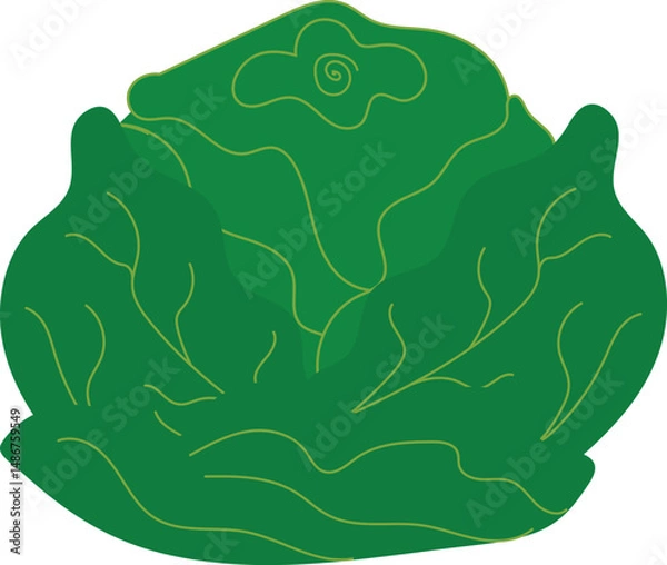 Fototapeta Vector illustration of lettuce in a decorative style. Perfect for graphic design, healthy food themes, farming, natural products, and digital content.