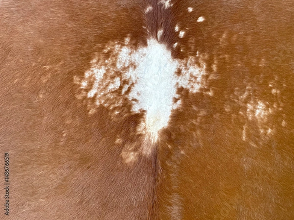 Fototapeta texture of dried animal skin color. abstract patches of animal skin color with fine fur