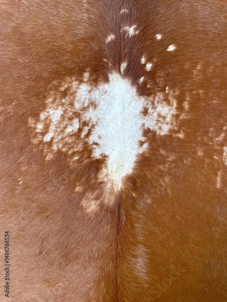Fototapeta texture of dried animal skin color. abstract patches of animal skin color with fine fur