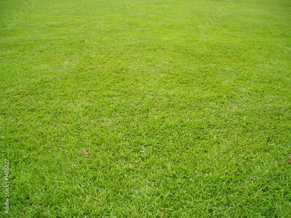 Obraz plain green field