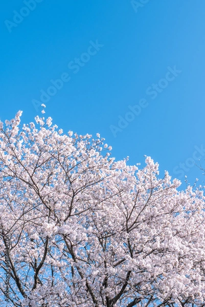 Obraz 桜　青空