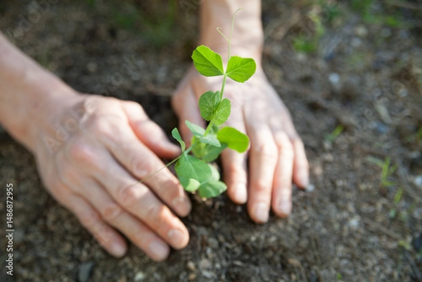 Obraz スナップエンドウの苗を植える