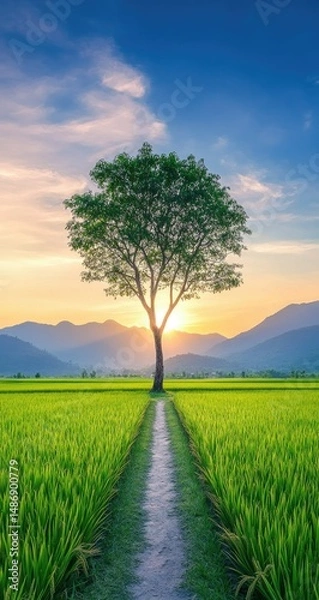 Obraz Lone Tree with Rice Paddy Sunset Path.