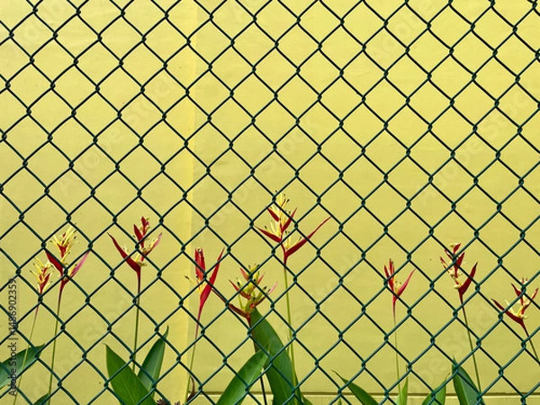 Fototapeta Ram wire fence with yellow wall background and banana plants inside the fence