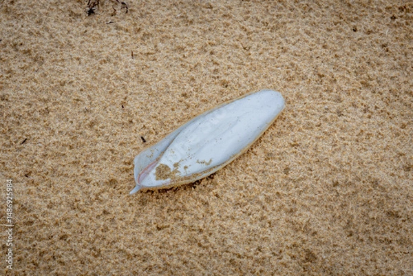 Obraz Cuttlefish cuttlebone on the beach, Narooma, NSW, February 2025