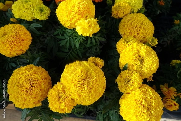 Obraz 黄色いダリア