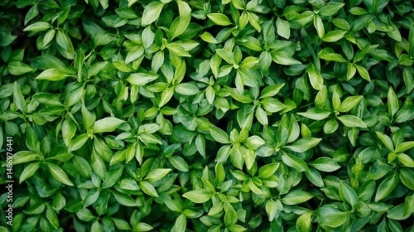 Obraz Lush green foliage texture
