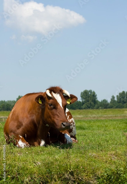 Obraz Dutch cow lying in grass