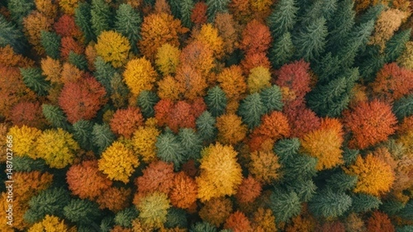 Fototapeta Aerial View of an Alpine Forest in Autumn with Red Orange and Yellow Leaves
