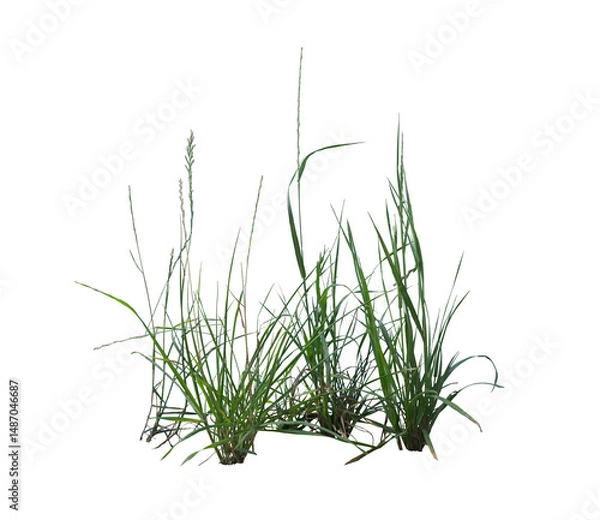 Obraz Mixed Weeds on Transparent Background