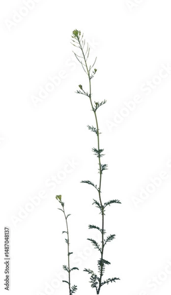 Obraz Sparse Weeds on Transparent Background