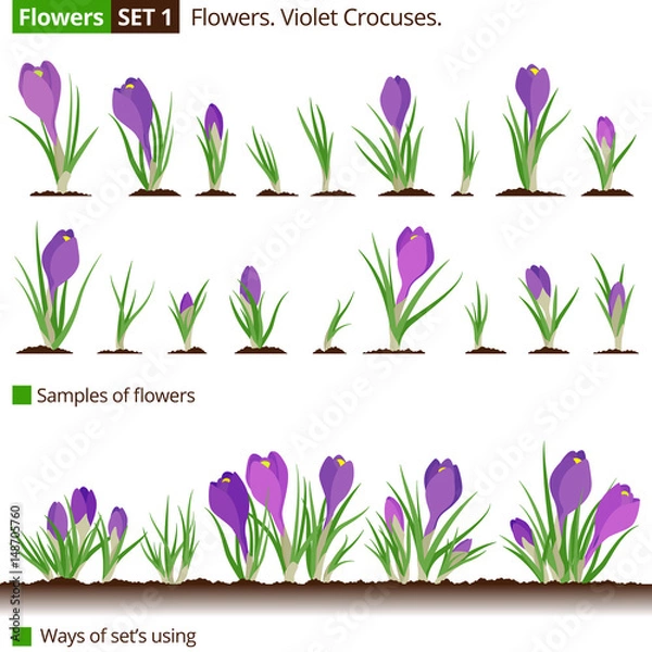 Obraz Flowers. Set 1. Purple and violet  crocuses. 