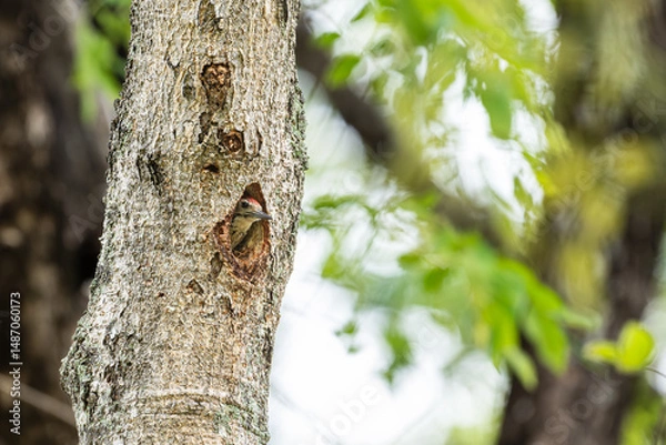 Fototapeta Freckle-breasted woodpecker on the tree and hollow nest.Birds in the forest on green leaves background.Woodpecker looking for insects to feed.Wildlife concept.