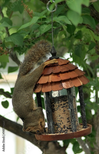 Obraz squirrel stealing from the bird feeder
