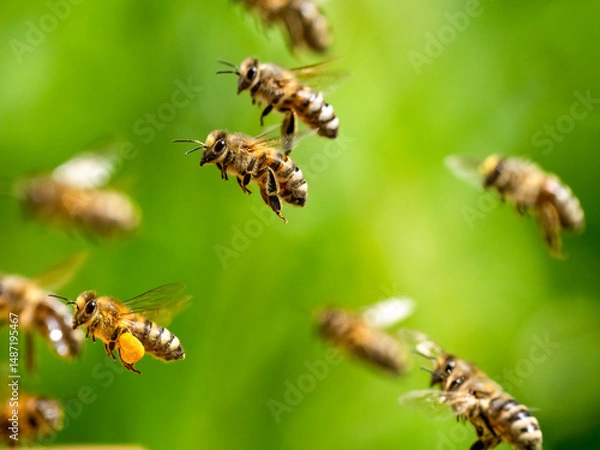 Fototapeta Honigbienen