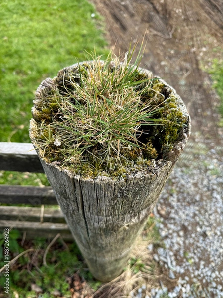 Fototapeta Nature reclaiming fence post with grass and moss