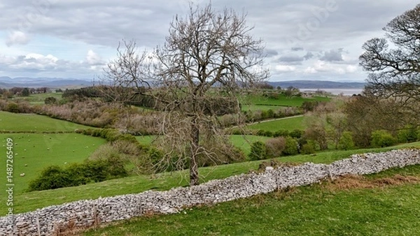 Fototapeta Bare tree above rolling hills and dry stone wall