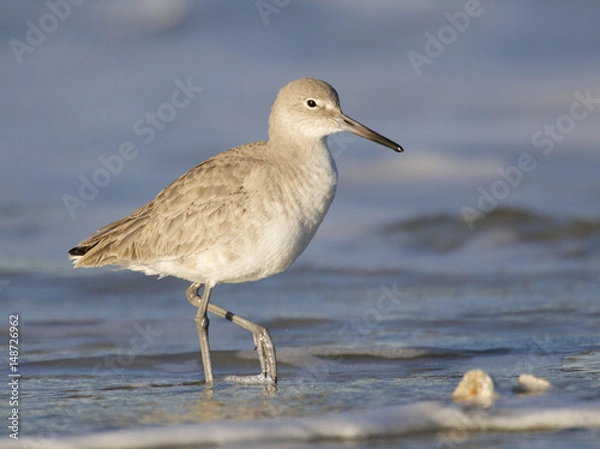Fototapeta Eastern Willet, Tringa semipalmata