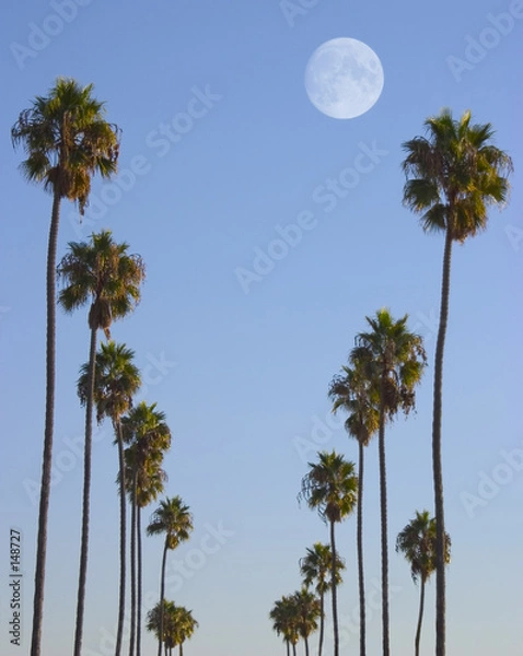 Obraz hollywood paradise