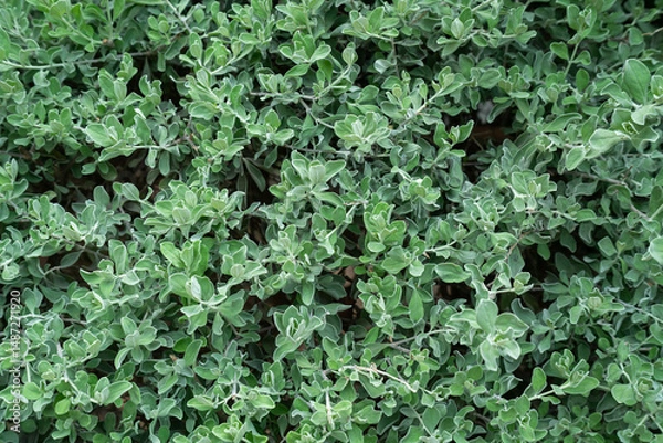 Obraz Green leaves from green plants with texture,foliage nature green background