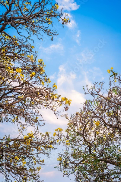 Obraz Beautiful blooming Yellow Golden Tabebuia Chrysotricha flowers of the Yellow Trumpet that are blooming with the park in spring day in the garden and sunset sky background in Thailand.