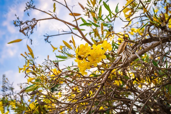 Obraz Beautiful blooming Yellow Golden Tabebuia Chrysotricha flowers of the Yellow Trumpet that are blooming with the park in spring day in the garden and sunset sky background in Thailand.