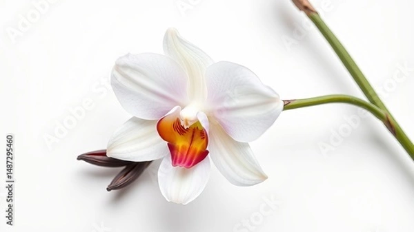 Fototapeta A single delicate white orchid with orange and red accents blossoms on a stem against a stark white background.