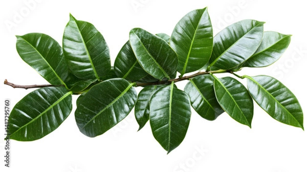 Obraz Leafy green branch natural habitat botanical close-up lush environment top-down view plant life