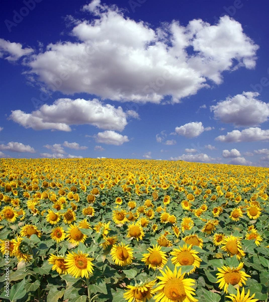Obraz nuages et tournesols