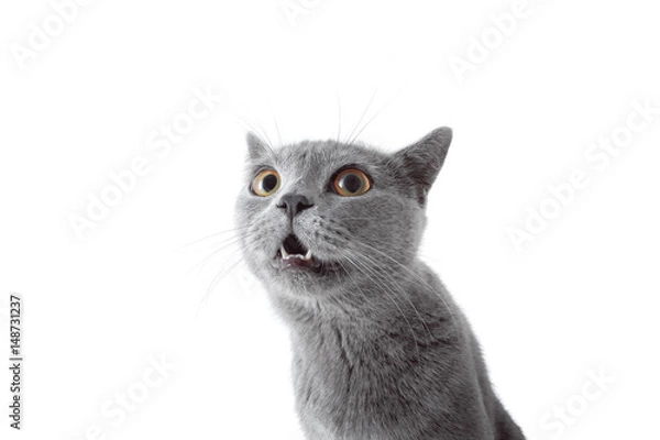 Obraz Gray cat looking at camera. Isolated on white background