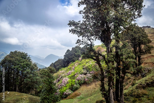 Obraz Trees in the mountains. Himalayan Mountain landscapes are a favourite for hikers and nature enthusiasts alike, such as the Shoja Jalori Pass Raghupur Fort, Himachal Pradesh, India.