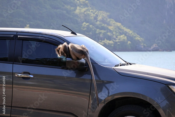 Obraz Cute dusky leaf monkey, spectacled langur sits on the side mirror of a car, waiting for a treat from the driver.