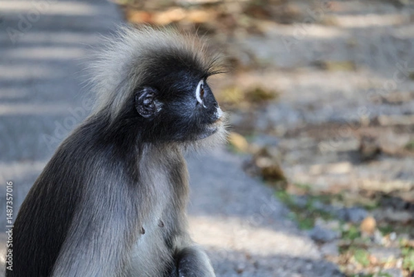Obraz Portrait of Dusky leaf monkey, spectacled langur, wild animals